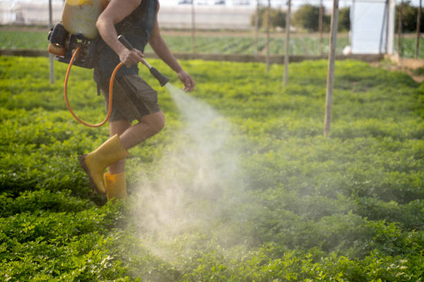 Best Ant Control Services  in Rmel By The Sea, CA