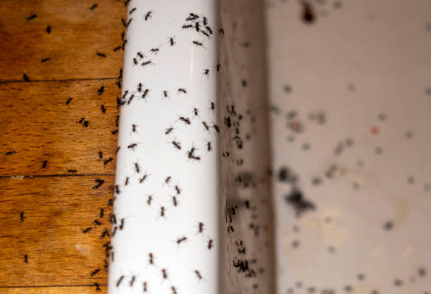 Best Mosquito Control Services  in Rmel By The Sea, CA