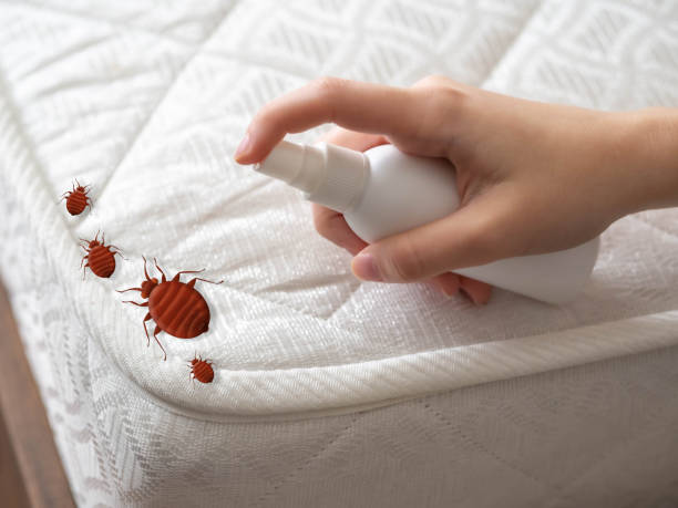 Best Residential Pest Control  in Rmel By The Sea, CA